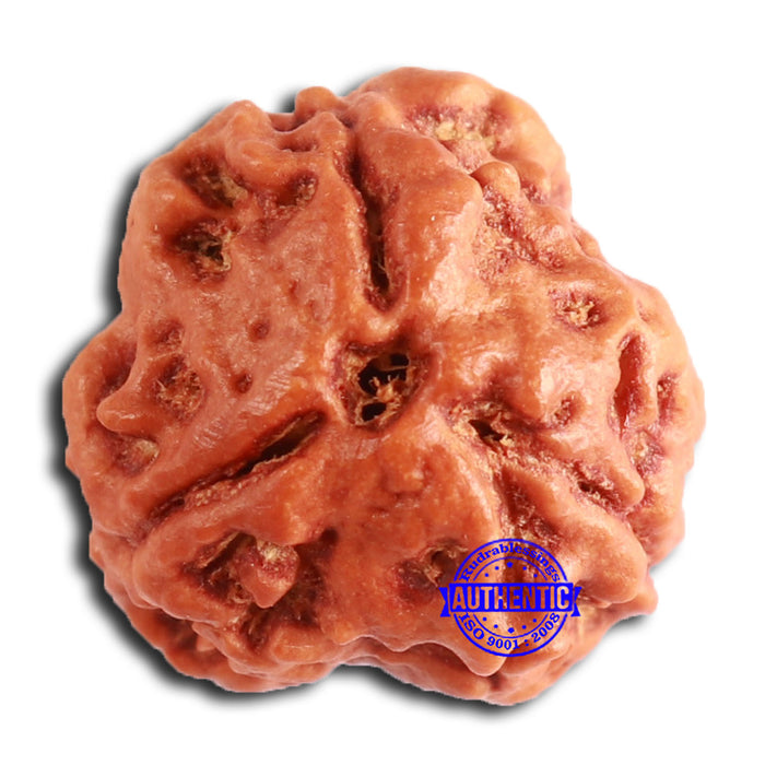 3 Mukhi Rudraksha from Nepal - Bead No. 363