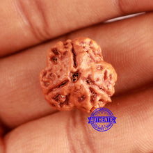 Load image into Gallery viewer, 3 Mukhi Rudraksha from Nepal - Bead No. 363

