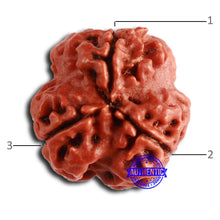 Load image into Gallery viewer, 3 Mukhi Rudraksha from Nepal - Bead No. 364
