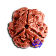 Load image into Gallery viewer, 3 Mukhi Rudraksha from Nepal - Bead No. 364

