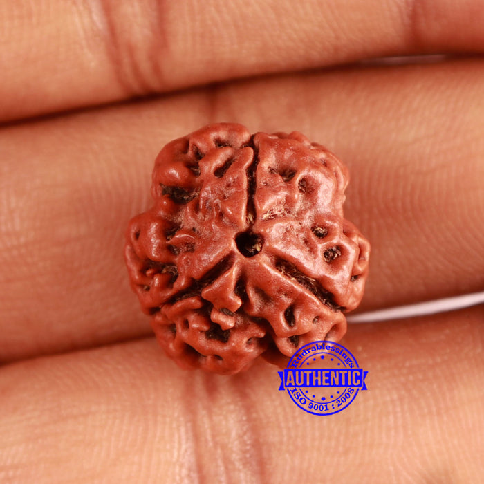 3 Mukhi Rudraksha from Nepal - Bead No. 364