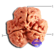 Load image into Gallery viewer, 3 Mukhi Rudraksha from Nepal - Bead No. 365
