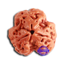 Load image into Gallery viewer, 3 Mukhi Rudraksha from Nepal - Bead No. 365
