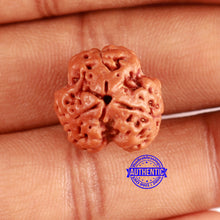 Load image into Gallery viewer, 3 Mukhi Rudraksha from Nepal - Bead No. 365

