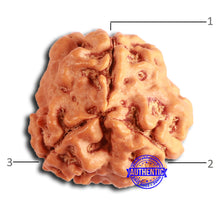 Load image into Gallery viewer, 3 Mukhi Rudraksha from Nepal - Bead No. 366
