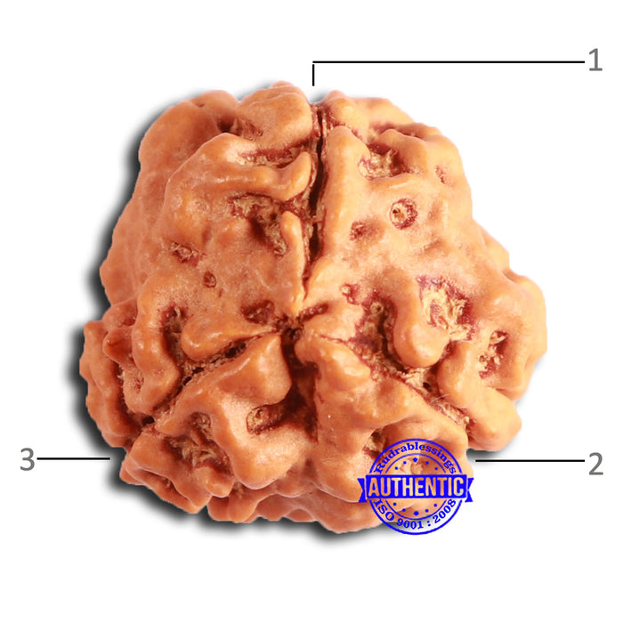 3 Mukhi Rudraksha from Nepal - Bead No. 366