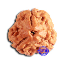 Load image into Gallery viewer, 3 Mukhi Rudraksha from Nepal - Bead No. 366
