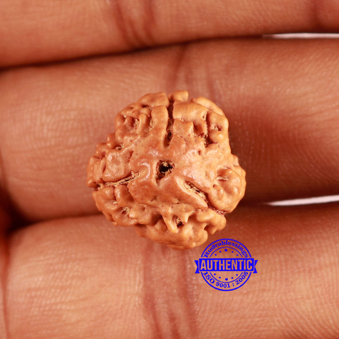 3 Mukhi Rudraksha from Nepal - Bead No. 366