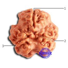 Load image into Gallery viewer, 3 Mukhi Rudraksha from Nepal - Bead No. 367
