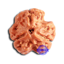 Load image into Gallery viewer, 3 Mukhi Rudraksha from Nepal - Bead No. 367
