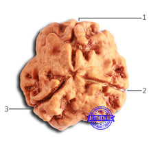 Load image into Gallery viewer, 3 Mukhi Rudraksha from Nepal - Bead No. 368

