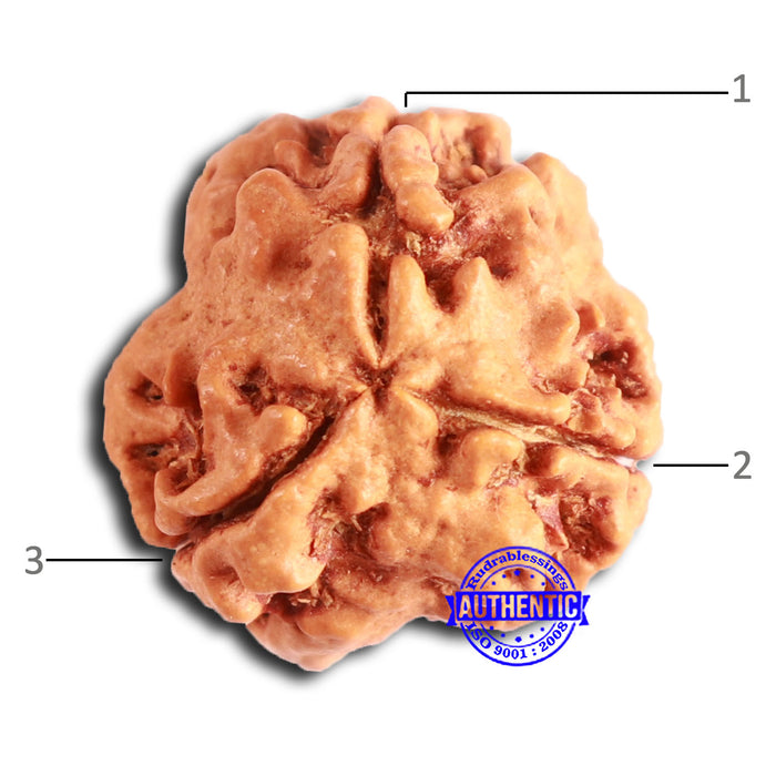 3 Mukhi Rudraksha from Nepal - Bead No. 368
