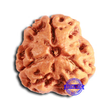 Load image into Gallery viewer, 3 Mukhi Rudraksha from Nepal - Bead No. 368
