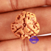 Load image into Gallery viewer, 3 Mukhi Rudraksha from Nepal - Bead No. 368
