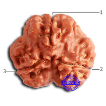Load image into Gallery viewer, 3 Mukhi Rudraksha from Nepal - Bead No. 369
