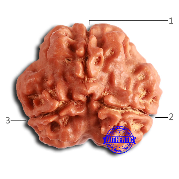 3 Mukhi Rudraksha from Nepal - Bead No. 369