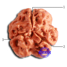 Load image into Gallery viewer, 3 Mukhi Rudraksha from Nepal - Bead No. 370
