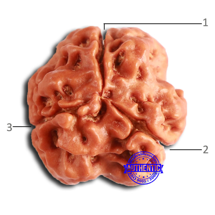 3 Mukhi Rudraksha from Nepal - Bead No. 370