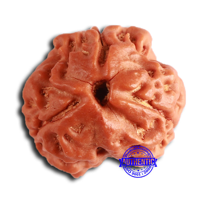 3 Mukhi Rudraksha from Nepal - Bead No. 369