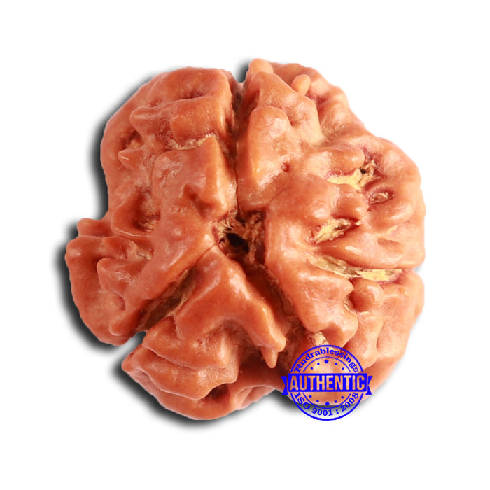 3 Mukhi Rudraksha from Nepal - Bead No. 370