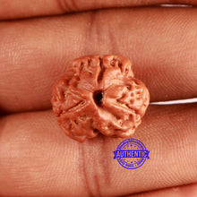 Load image into Gallery viewer, 3 Mukhi Rudraksha from Nepal - Bead No. 369
