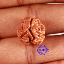 Load image into Gallery viewer, 3 Mukhi Rudraksha from Nepal - Bead No. 370
