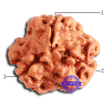 Load image into Gallery viewer, 3 Mukhi Rudraksha from Nepal - Bead No. 371
