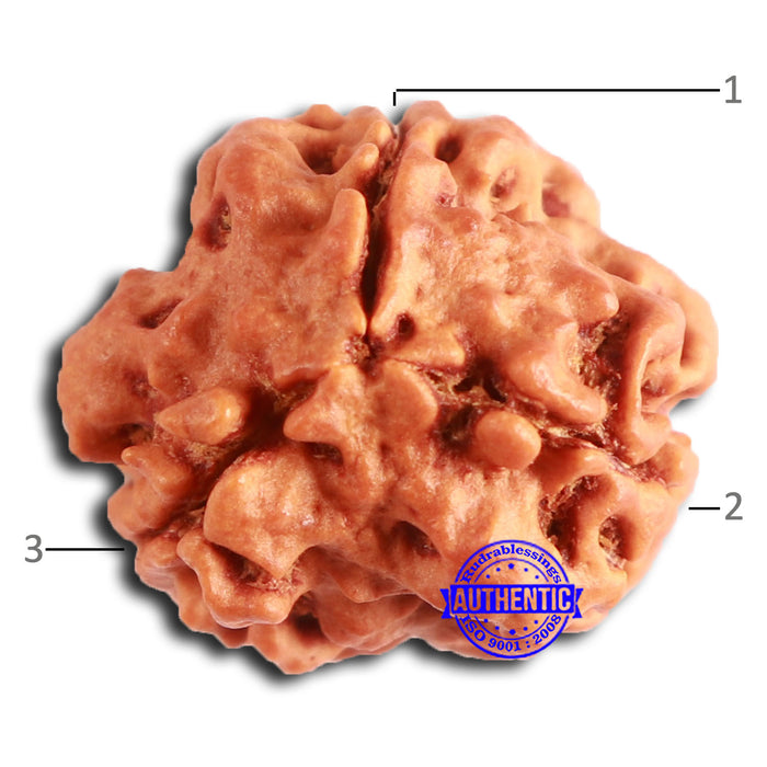 3 Mukhi Rudraksha from Nepal - Bead No. 371