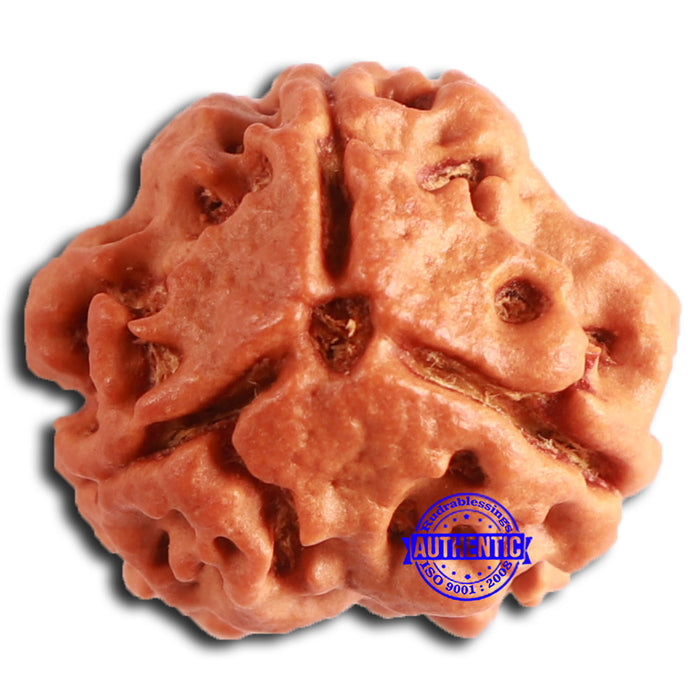 3 Mukhi Rudraksha from Nepal - Bead No. 371
