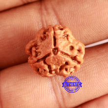 Load image into Gallery viewer, 3 Mukhi Rudraksha from Nepal - Bead No. 371
