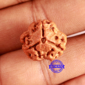 3 Mukhi Rudraksha from Nepal - Bead No. 371