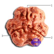 Load image into Gallery viewer, 3 Mukhi Rudraksha from Nepal - Bead No. 372
