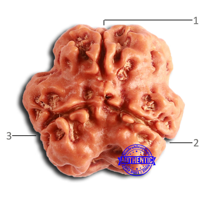 3 Mukhi Rudraksha from Nepal - Bead No. 372