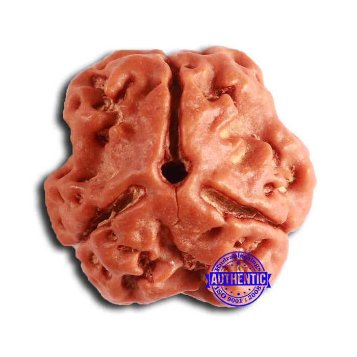 3 Mukhi Rudraksha from Nepal - Bead No. 372