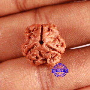 3 Mukhi Rudraksha from Nepal - Bead No. 372