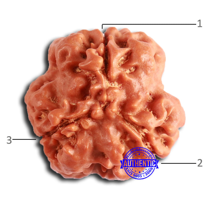 3 Mukhi Rudraksha from Nepal - Bead No. 373