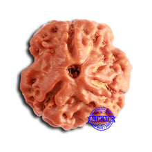 Load image into Gallery viewer, 3 Mukhi Rudraksha from Nepal - Bead No. 373
