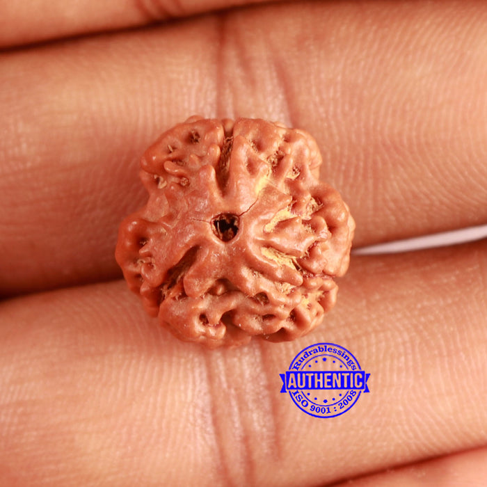 3 Mukhi Rudraksha from Nepal - Bead No. 373