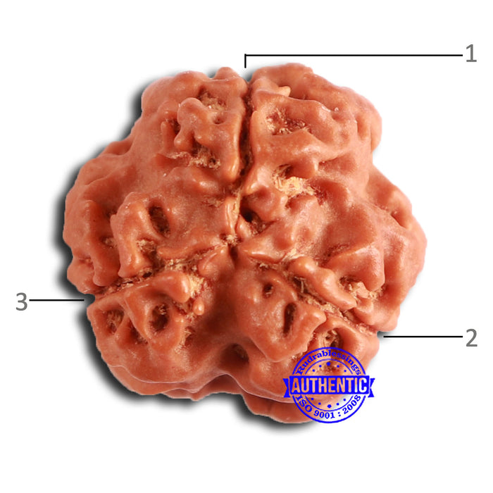 3 Mukhi Rudraksha from Nepal - Bead No. 374