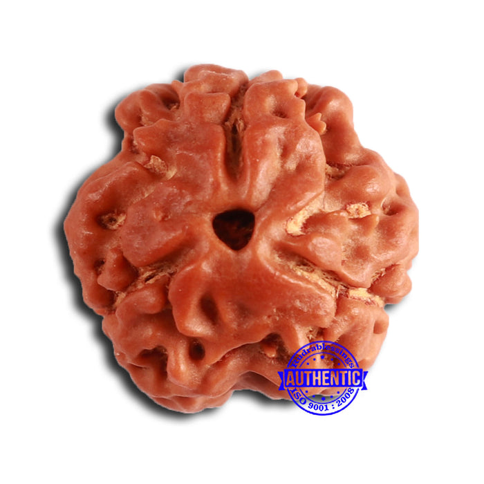 3 Mukhi Rudraksha from Nepal - Bead No. 374