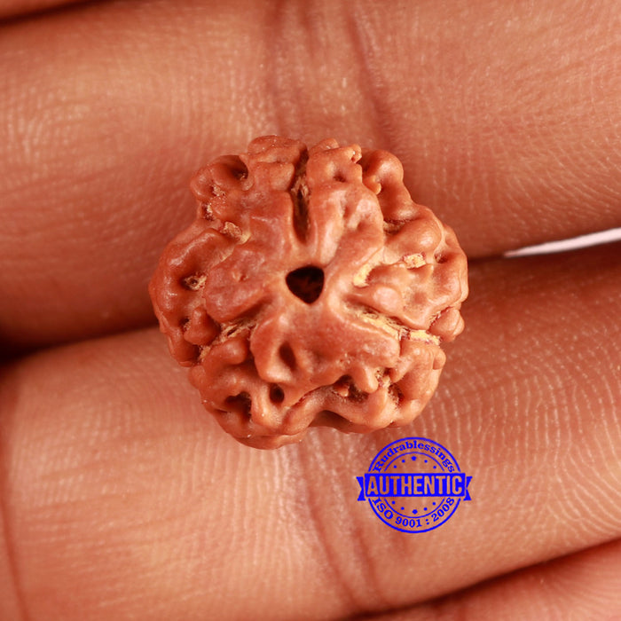 3 Mukhi Rudraksha from Nepal - Bead No. 374