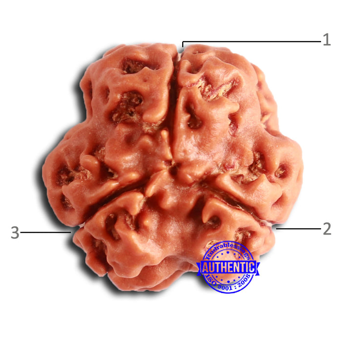 3 Mukhi Rudraksha from Nepal - Bead No. 375