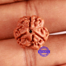 Load image into Gallery viewer, 3 Mukhi Rudraksha from Nepal - Bead No. 375
