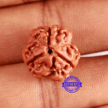 Load image into Gallery viewer, 3 Mukhi Rudraksha from Nepal - Bead No. 375
