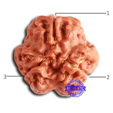 Load image into Gallery viewer, 3 Mukhi Rudraksha from Nepal - Bead No. 376
