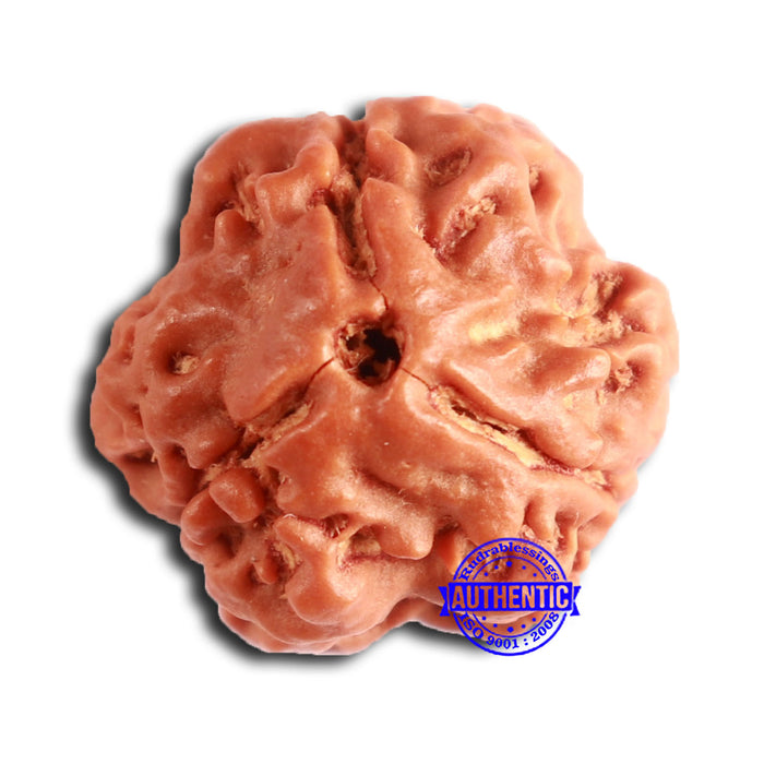 3 Mukhi Rudraksha from Nepal - Bead No. 376