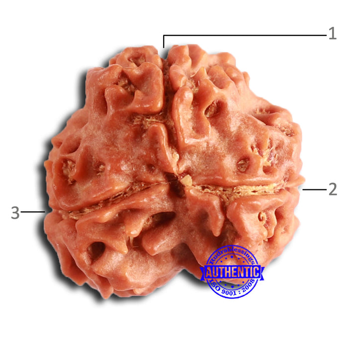 3 Mukhi Rudraksha from Nepal - Bead No. 377