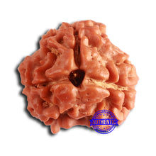 Load image into Gallery viewer, 3 Mukhi Rudraksha from Nepal - Bead No. 377
