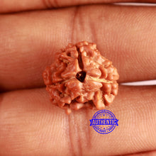 Load image into Gallery viewer, 3 Mukhi Rudraksha from Nepal - Bead No. 377

