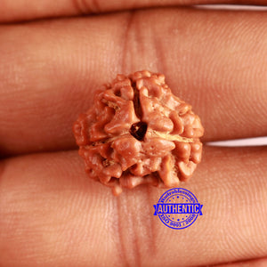 3 Mukhi Rudraksha from Nepal - Bead No. 377